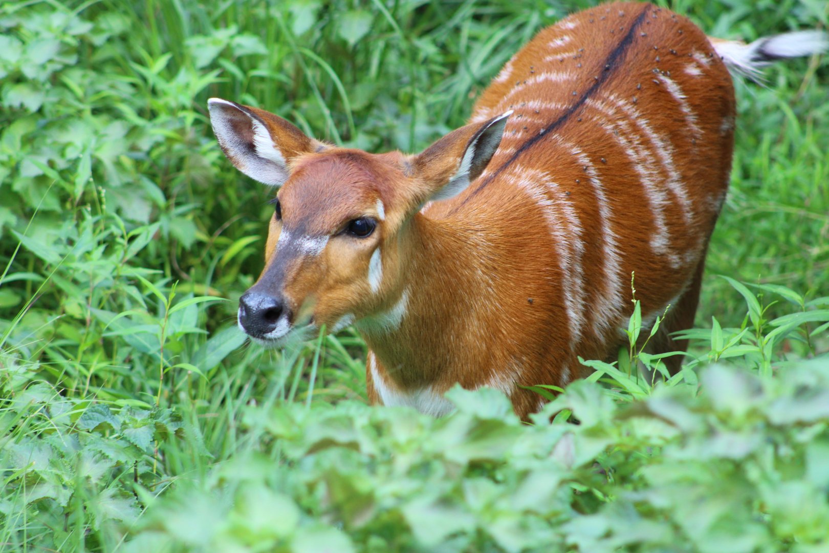 Sitatunga at The Maryland Zoo