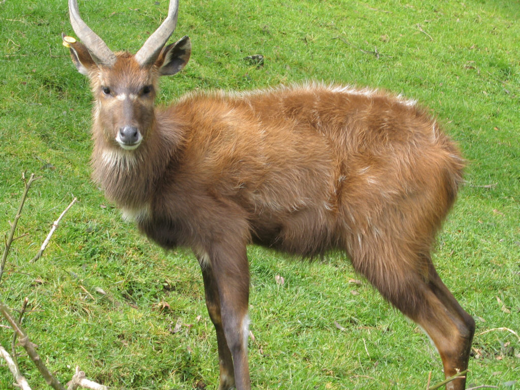 Sitatunga at Wellington Zoo