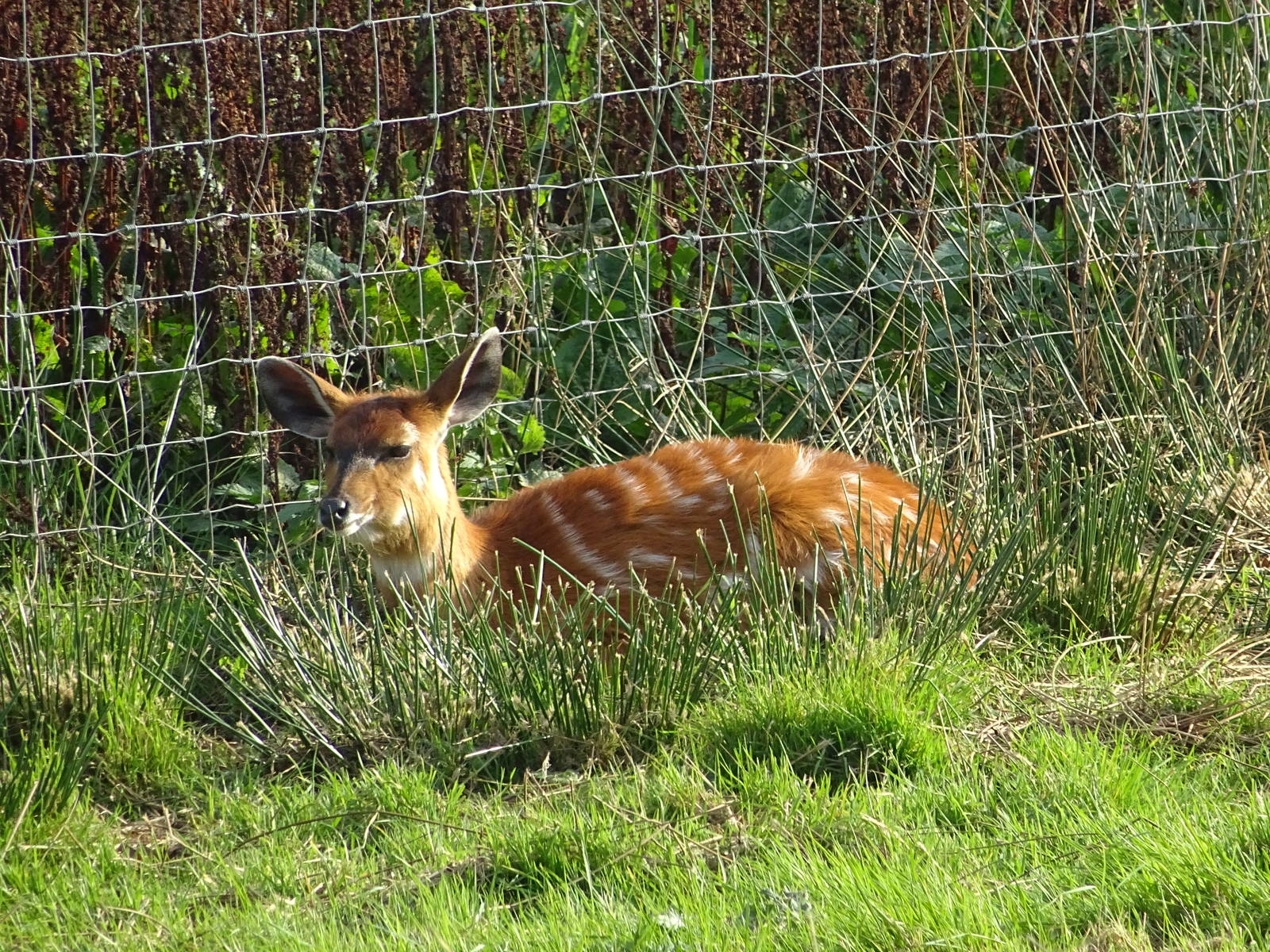 Sitatunga at Yorkshire Wildlife Park