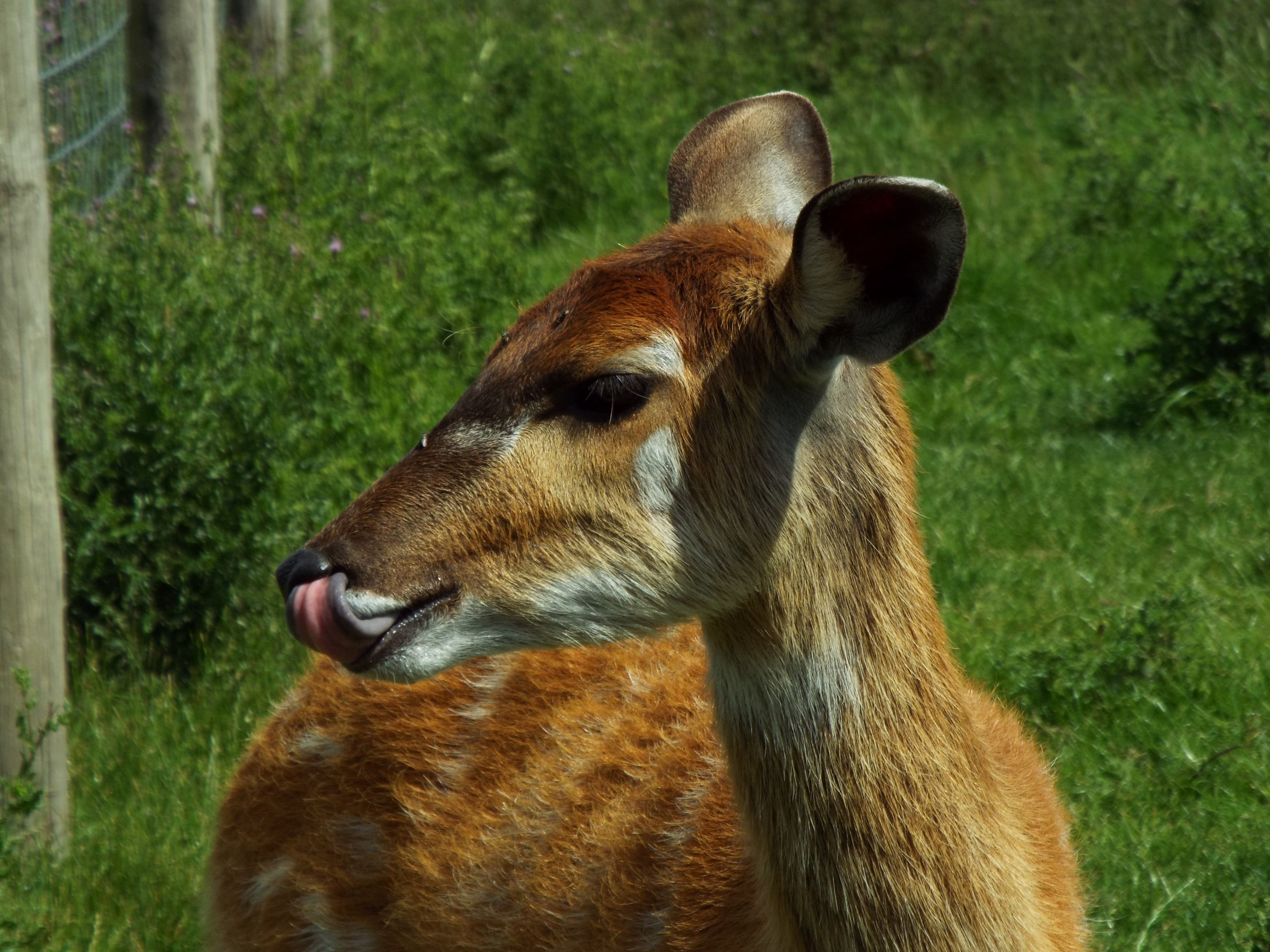 Sitatunga - Axe Valley