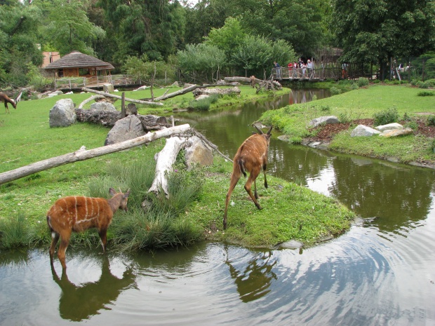 Sitatunga bachelor group @ Prague Zoo