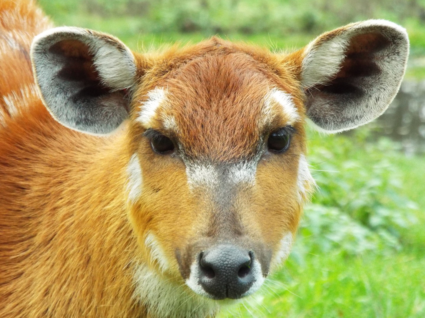 Sitatunga, Banham Zoological Gardens