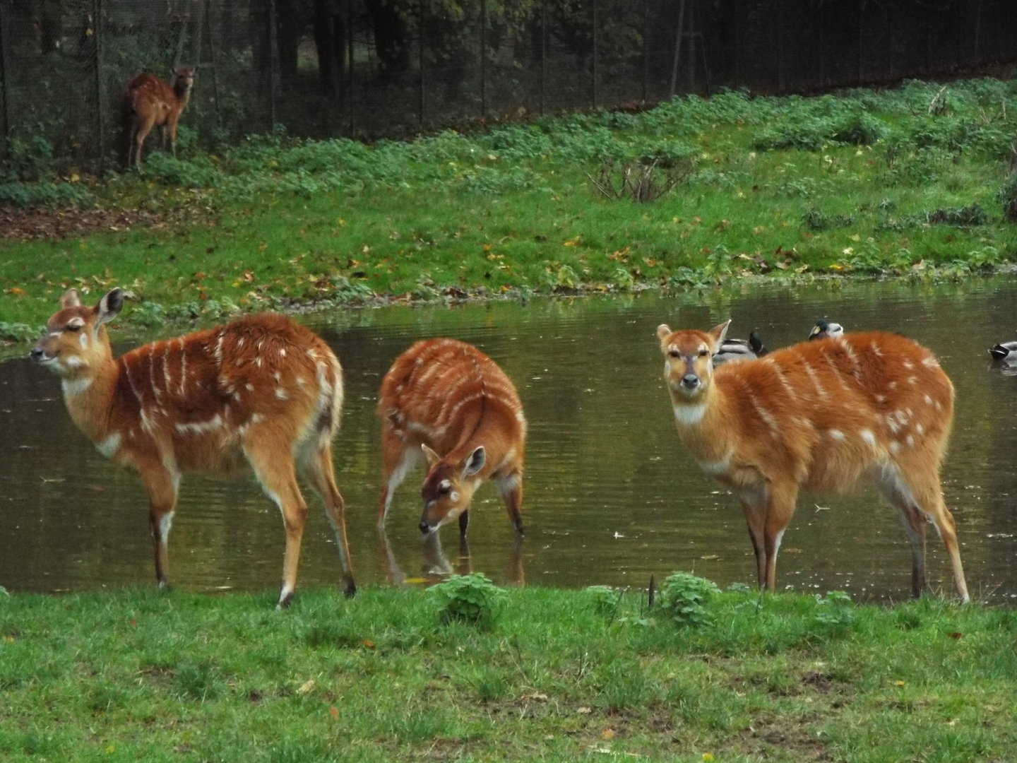 Sitatunga, Banham Zoological Gardens