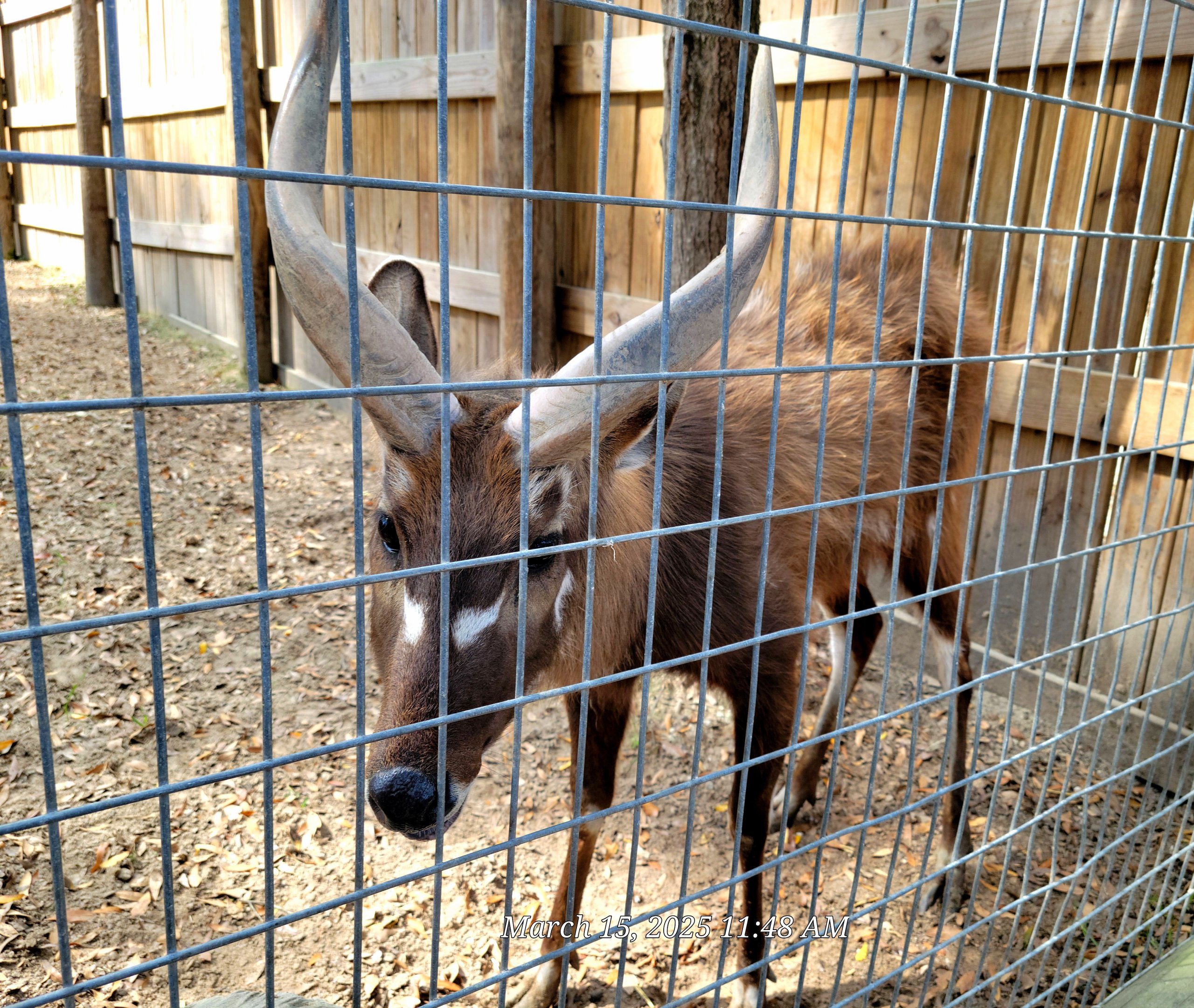 Sitatunga - Bee City Zoo - March 2025