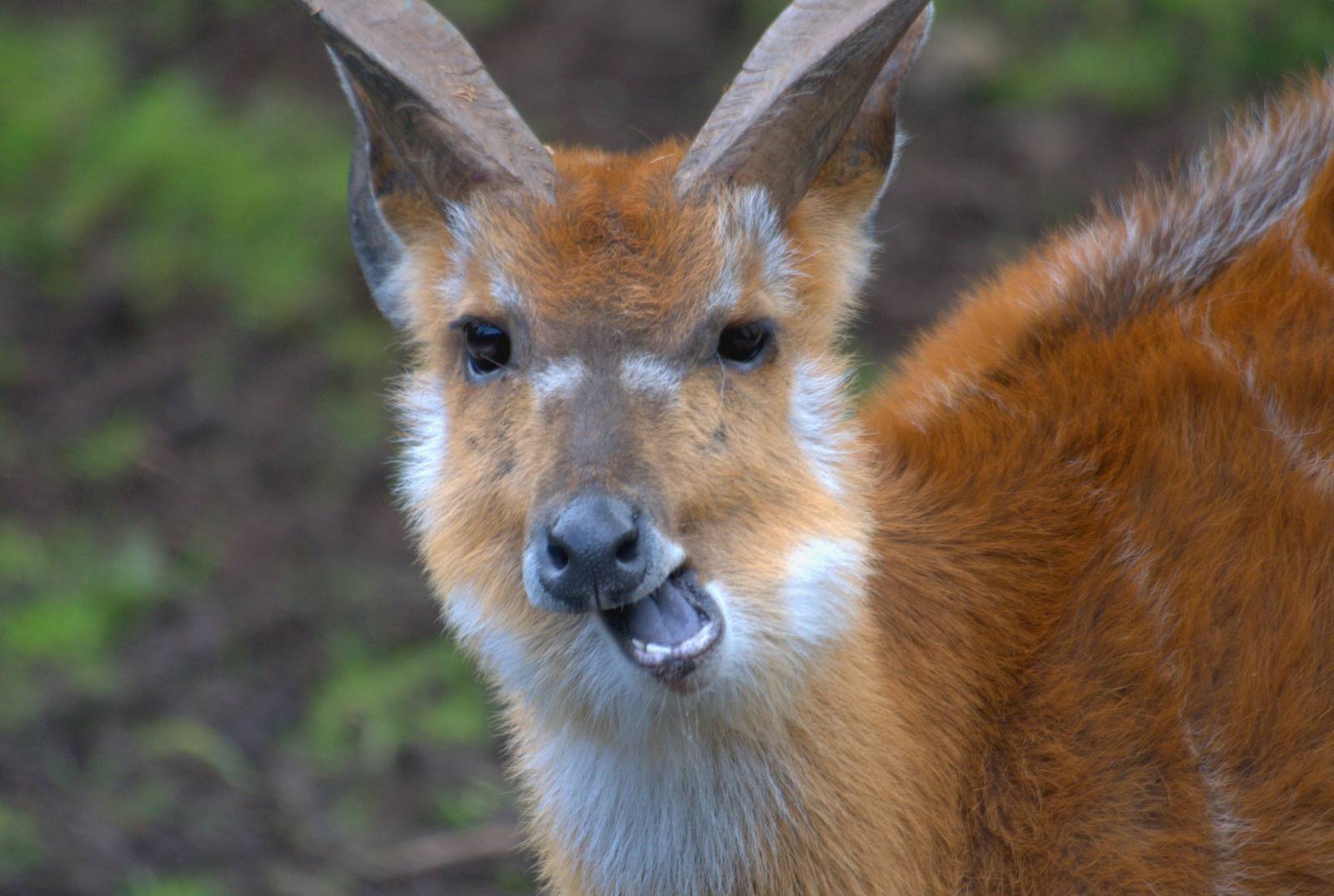 Sitatunga - Belfast Zoo