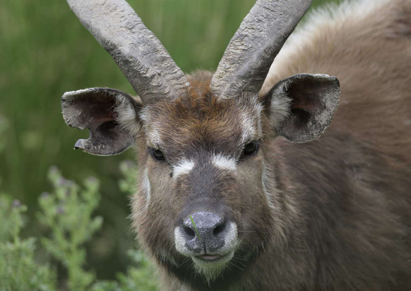 Sitatunga buck