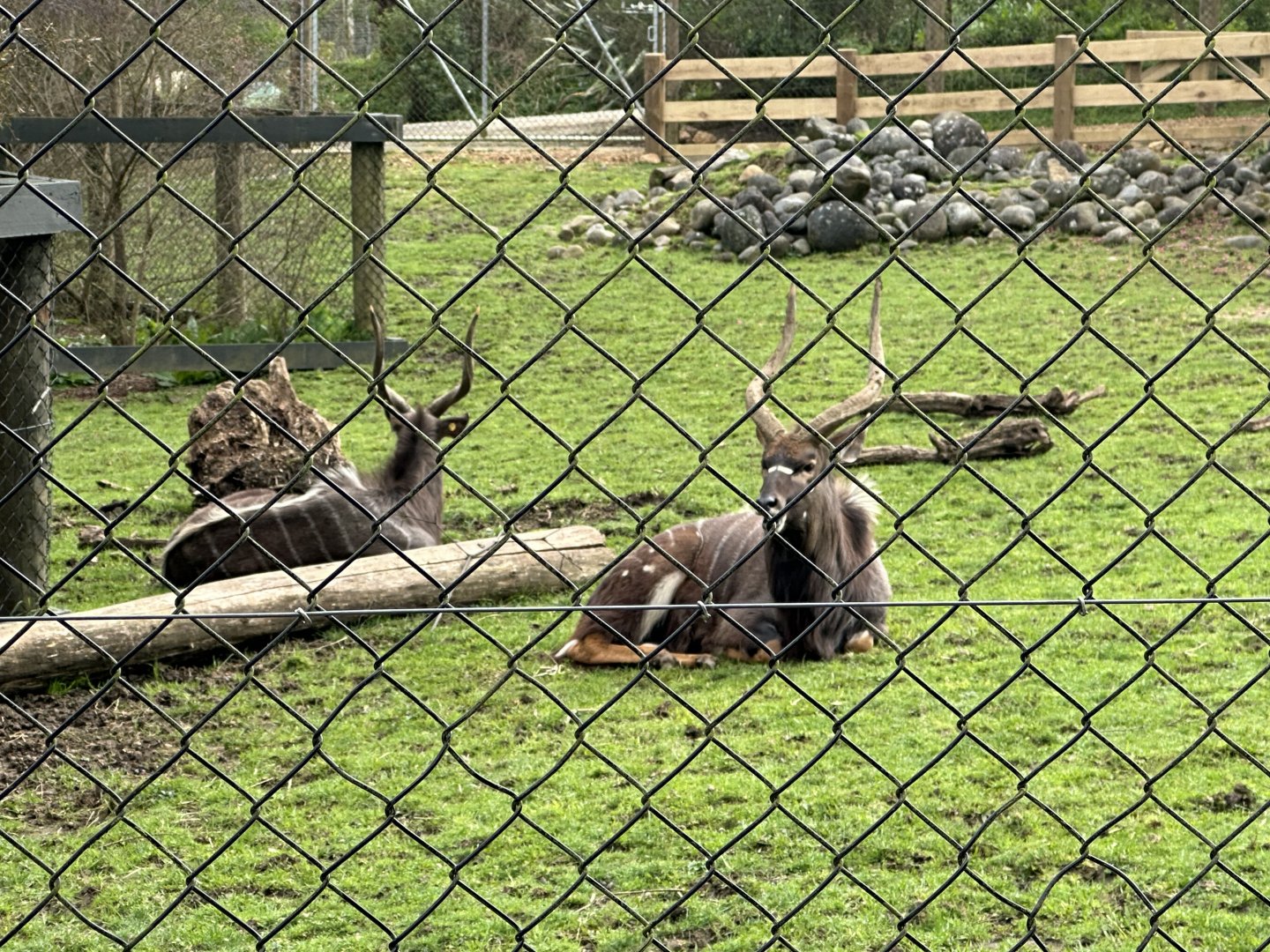 Sitatunga (bulls)