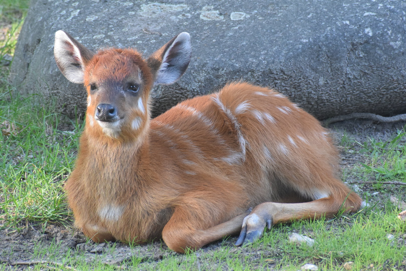 Sitatunga calf - August 2023