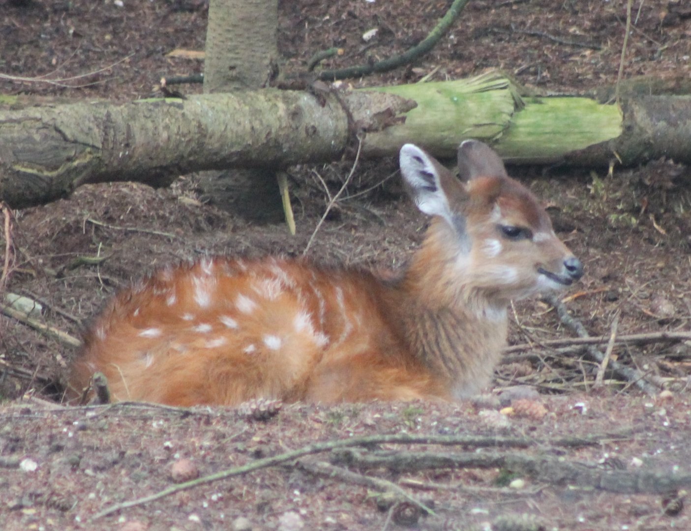 Sitatunga-calf