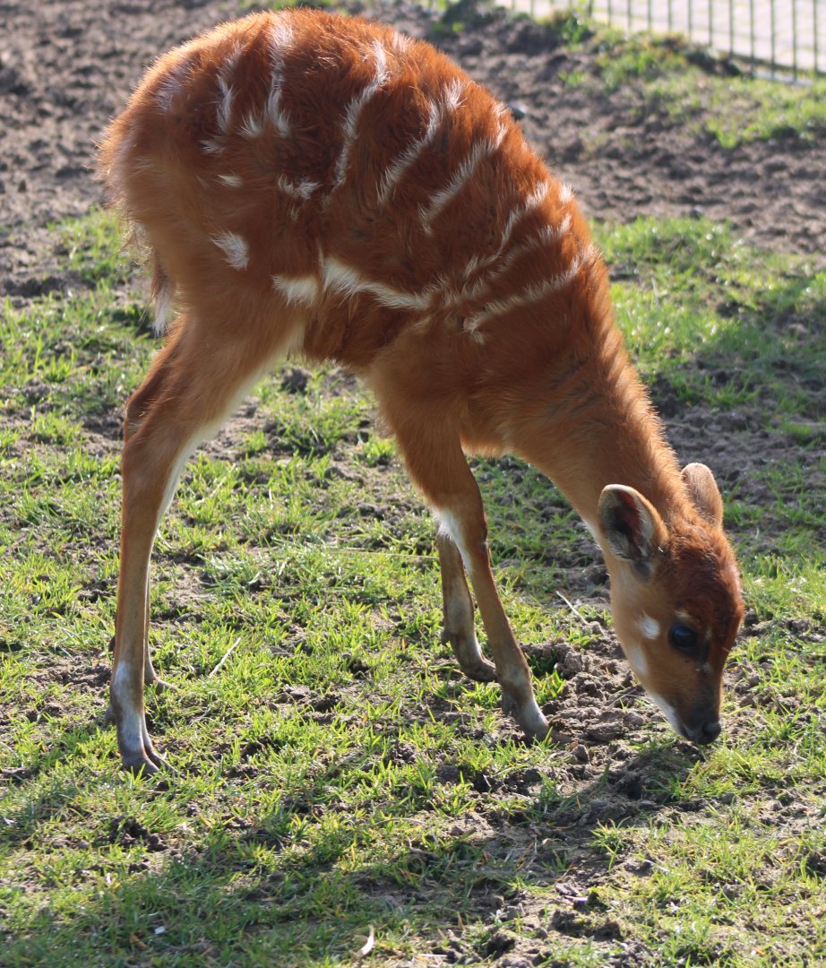 Sitatunga-calf