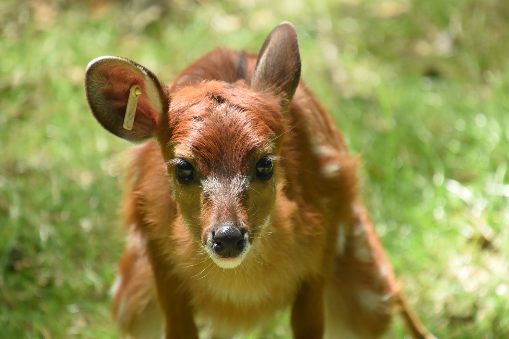 Sitatunga calf
