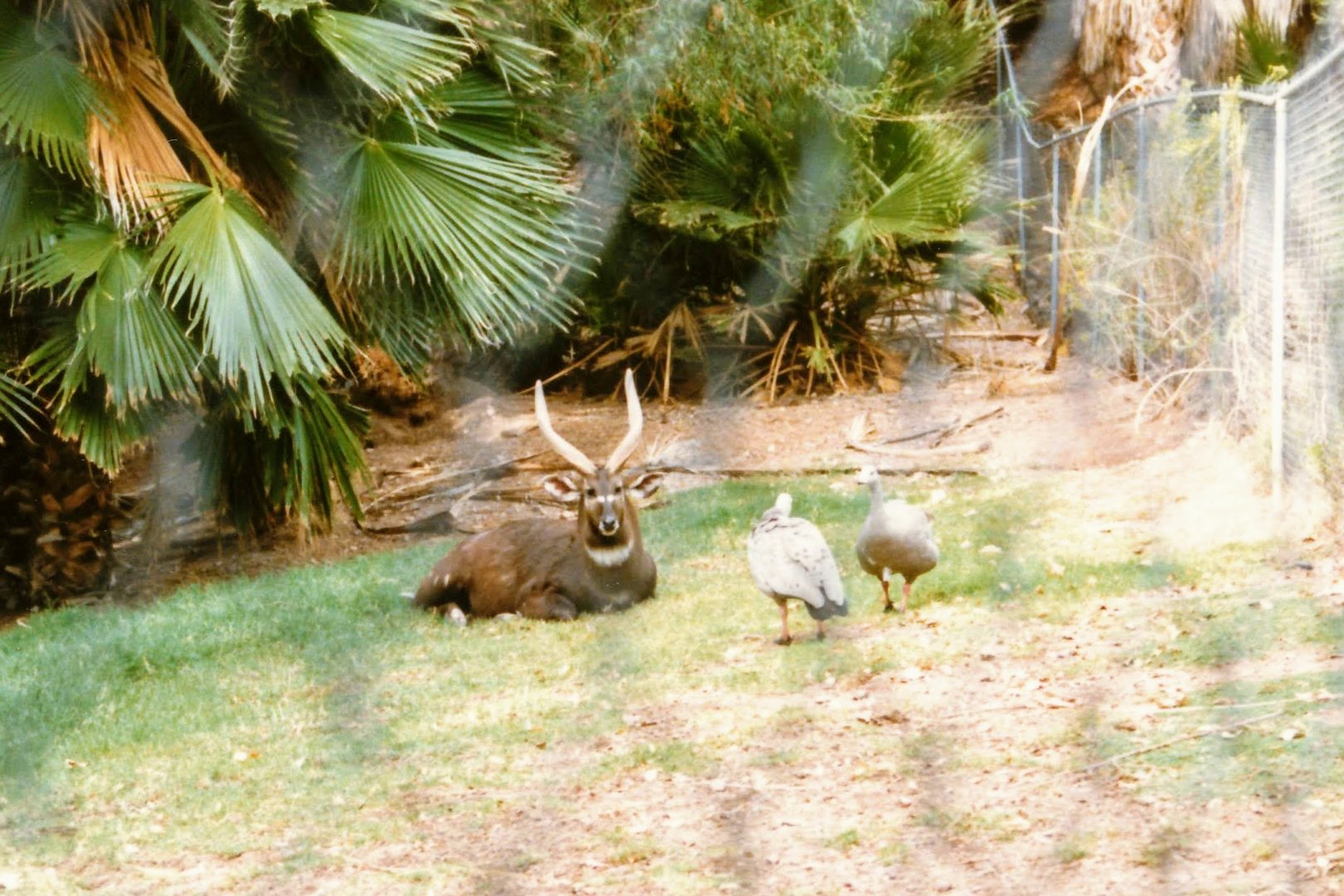 Sitatunga & Cape Barren Goose (1990's)