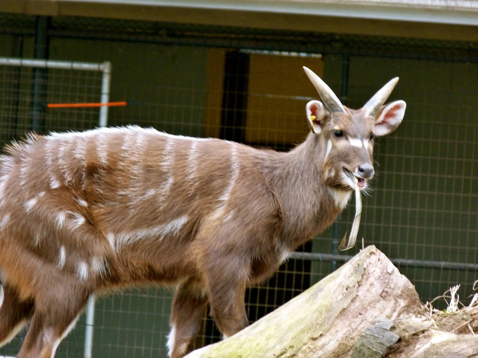 Sitatunga, Cheetah Conservation Station