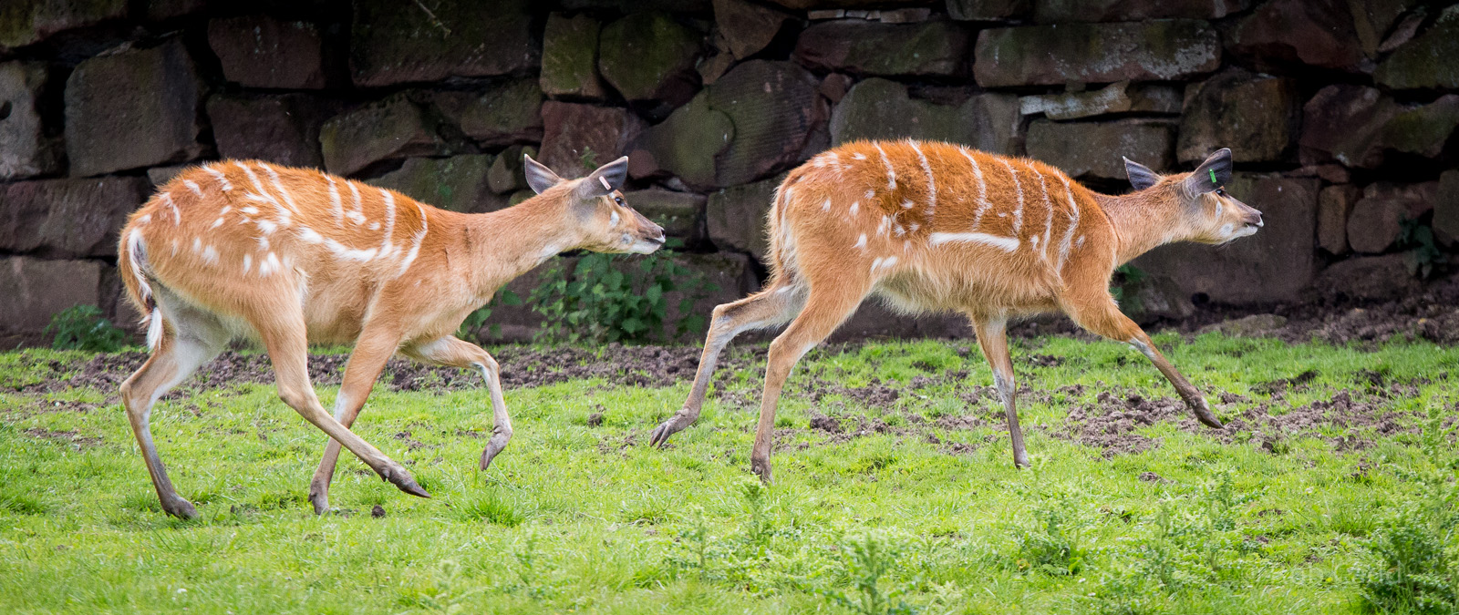 Sitatunga : Chester : 16 Jun 2014