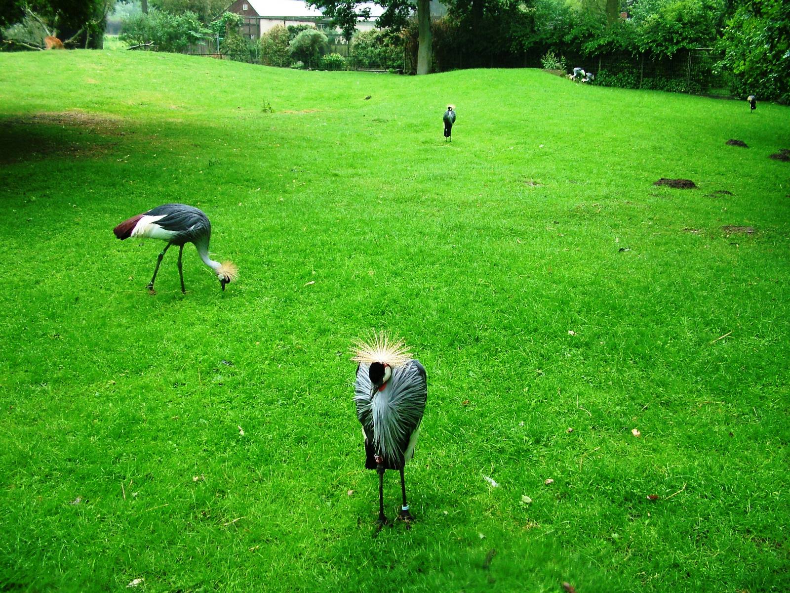 Sitatunga/Crane Paddock at Rheine, 03/06/12