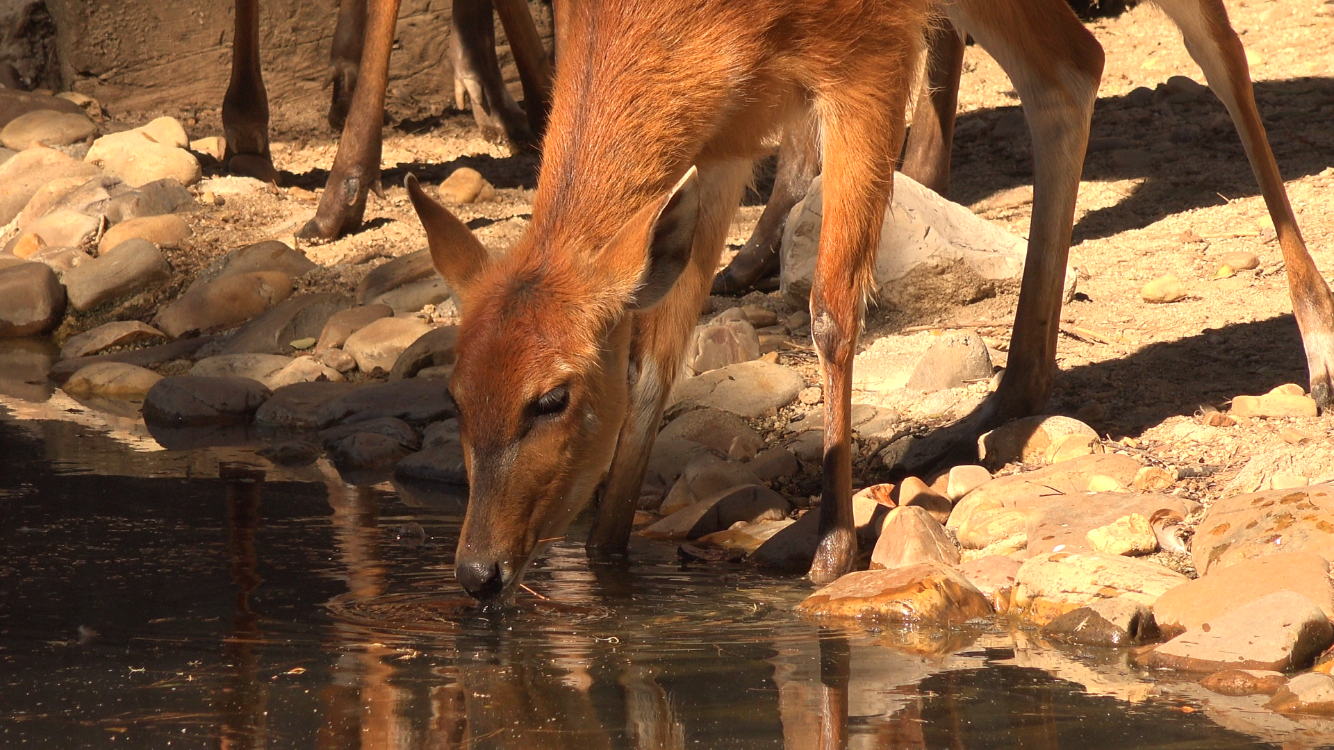 Sitatunga drinking