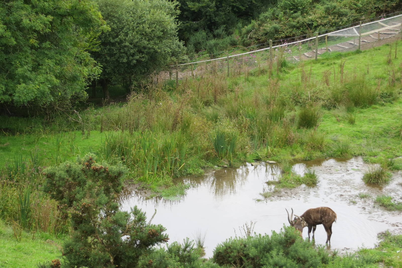 Sitatunga enclosure 090815