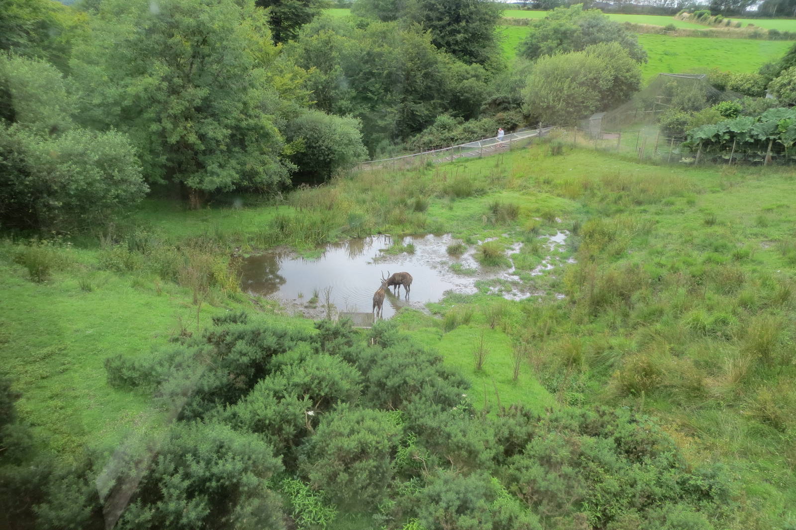 Sitatunga enclosure 090815