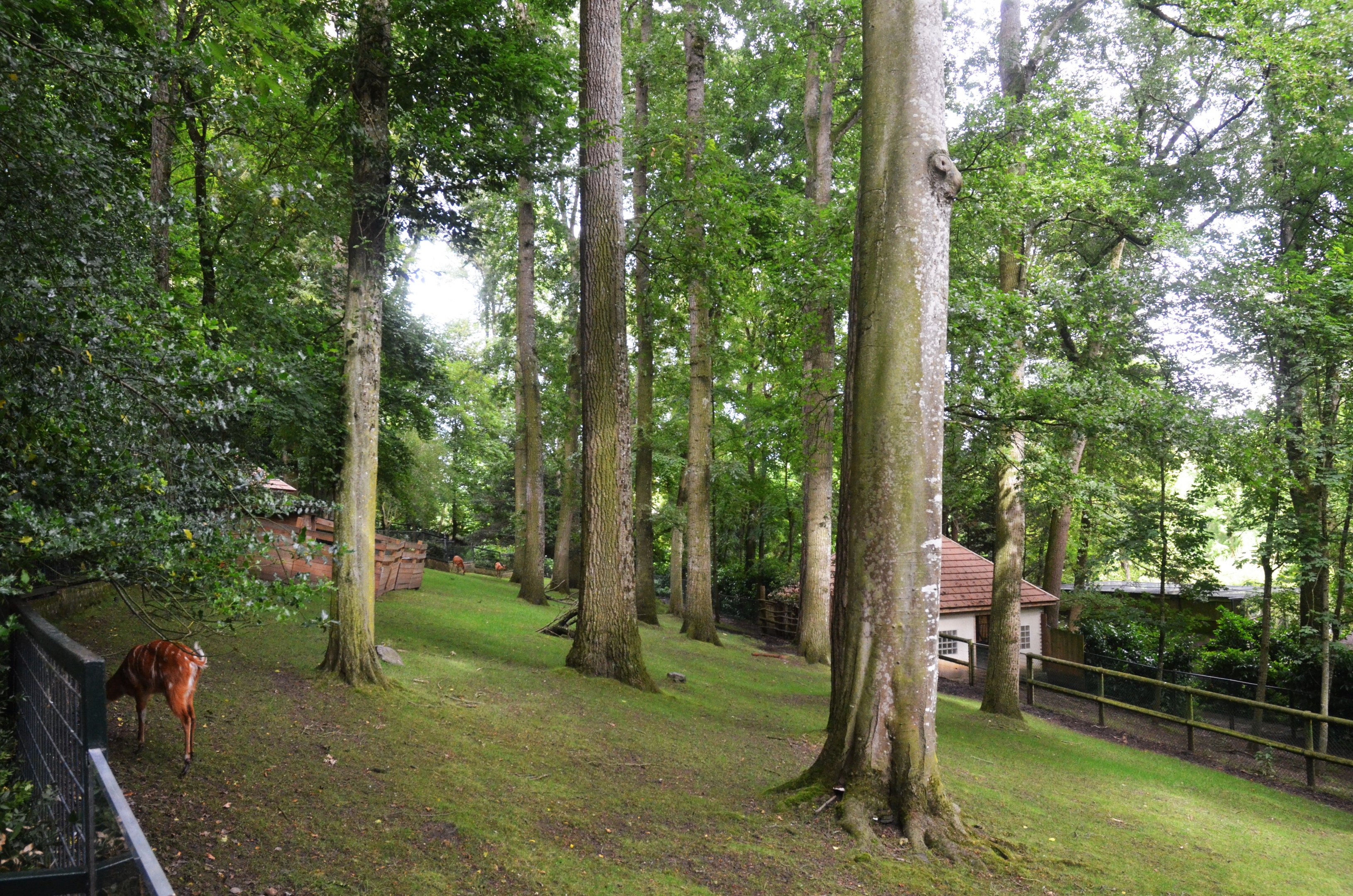 Sitatunga Enclosure at Beauval, 12/06/18