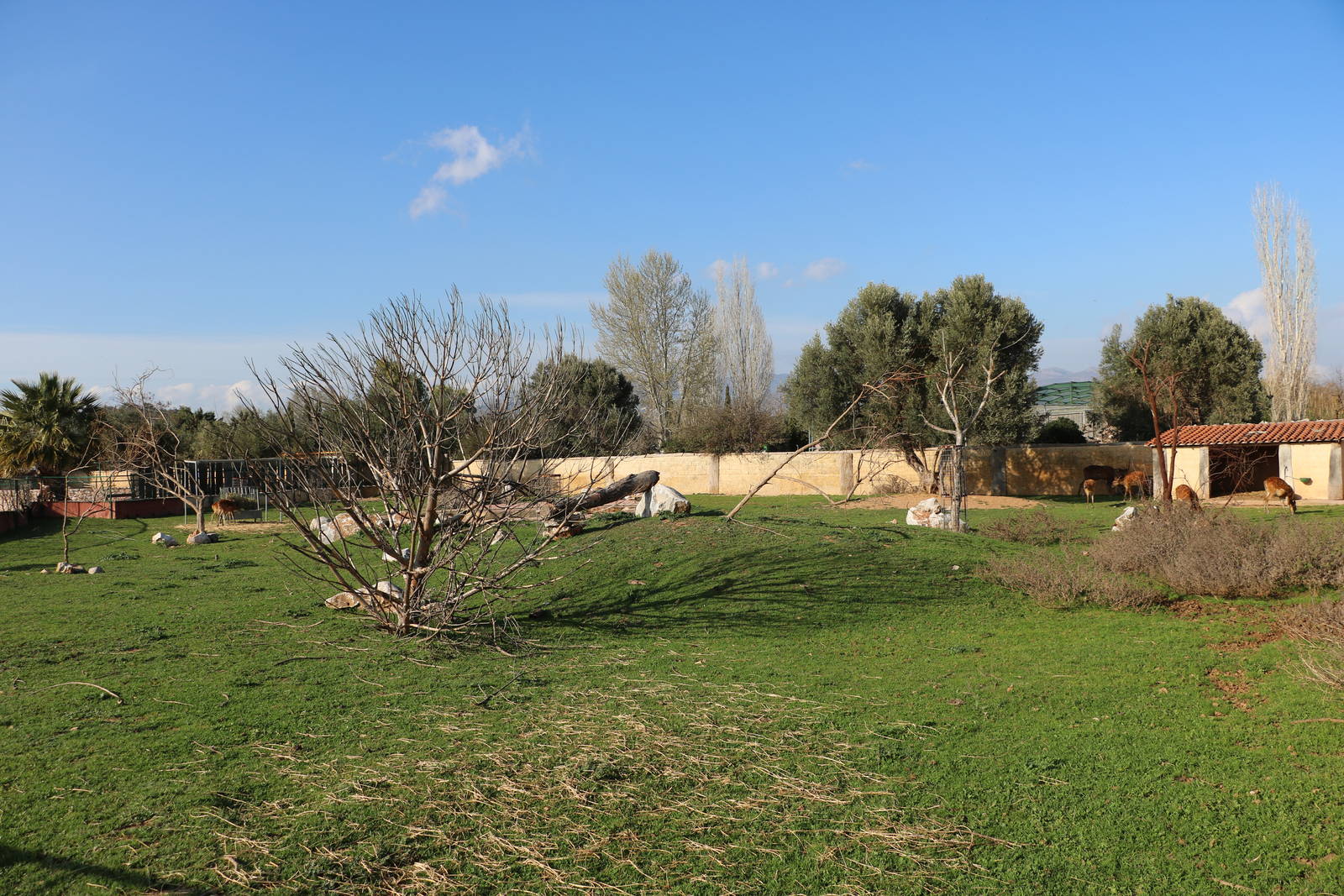 Sitatunga enclosure, February 2016