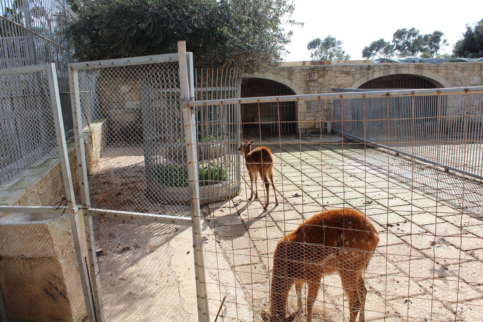 Sitatunga Enclosure - MonteKristo Animal Park, Malta