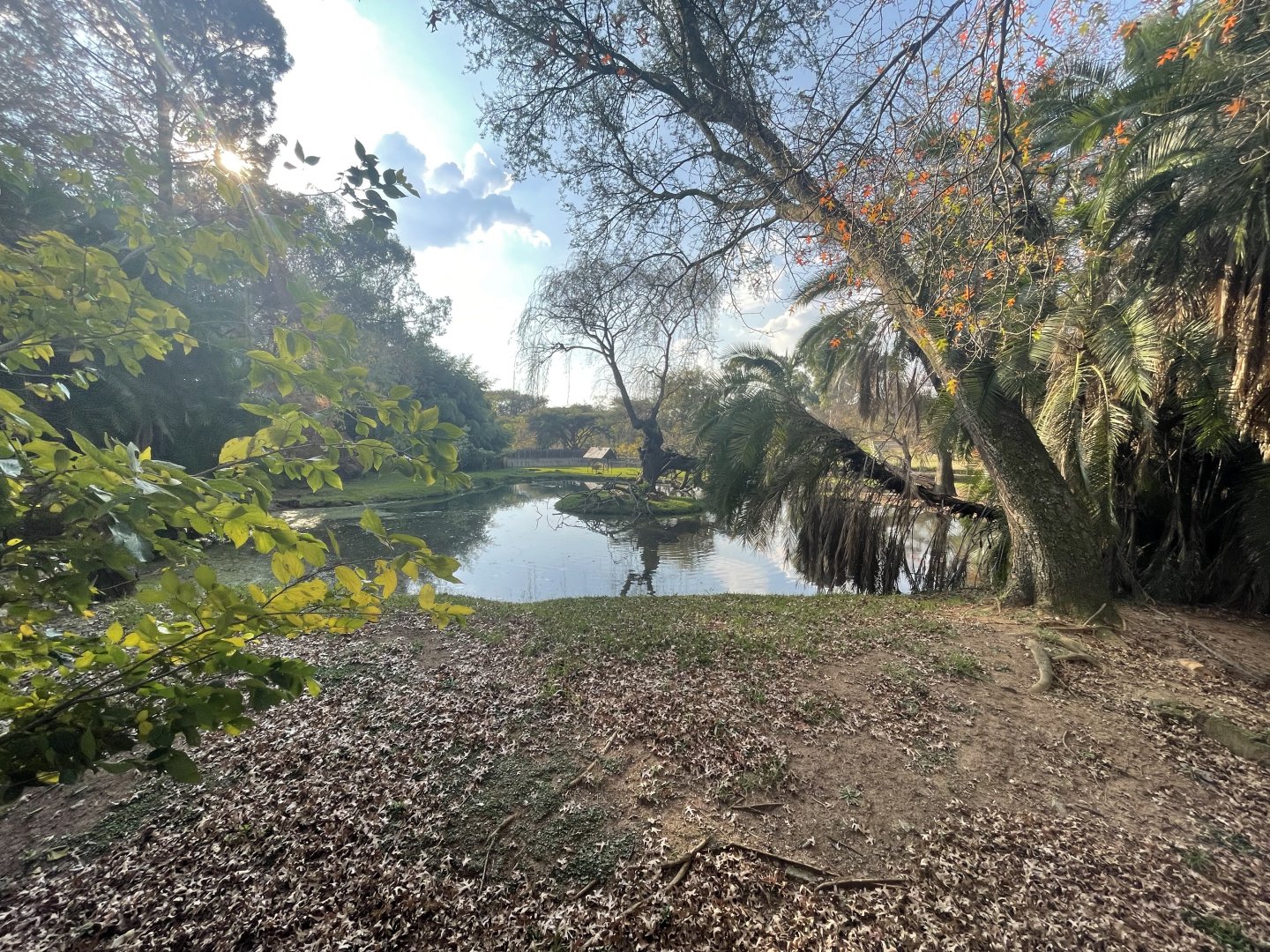 Sitatunga Enclosure (Tragelaphus spekii)