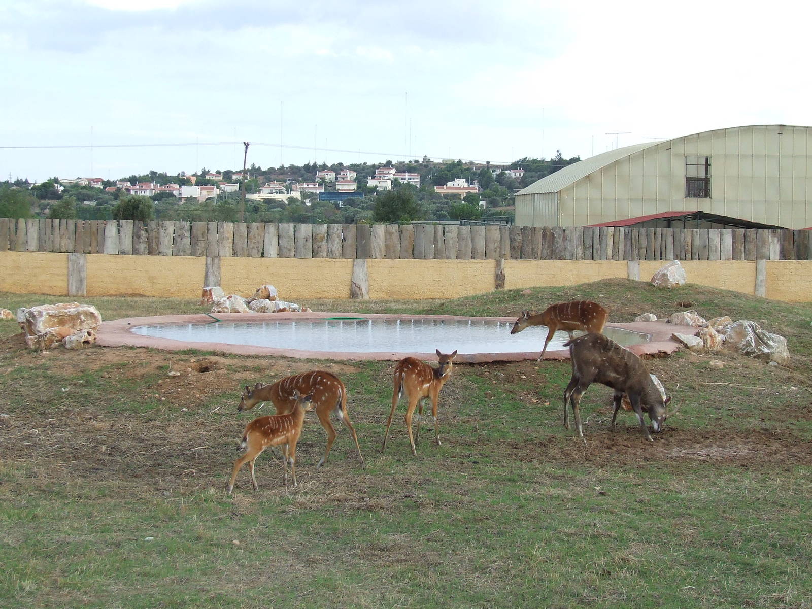 Sitatunga enclosure