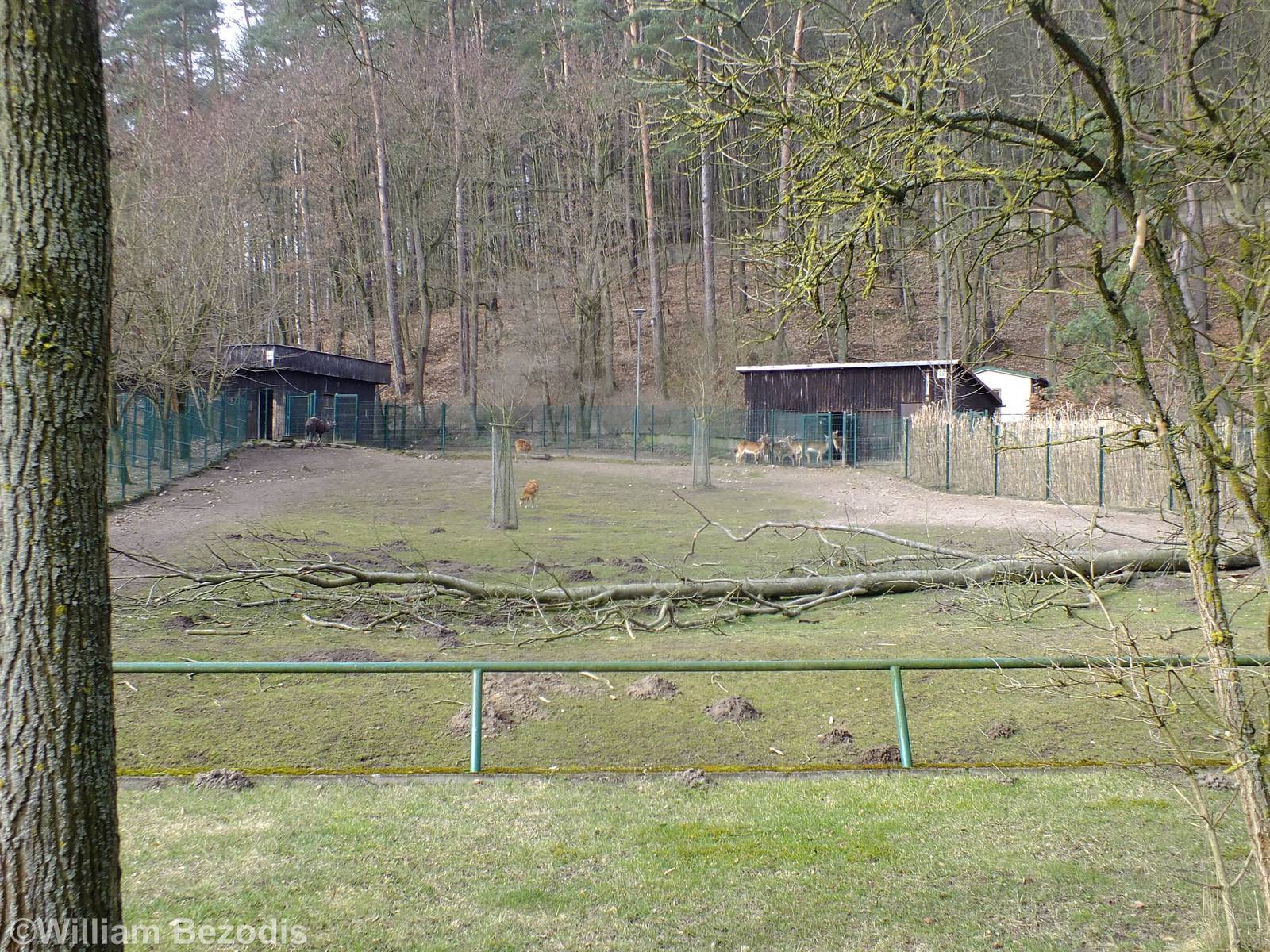 Sitatunga Enclosure