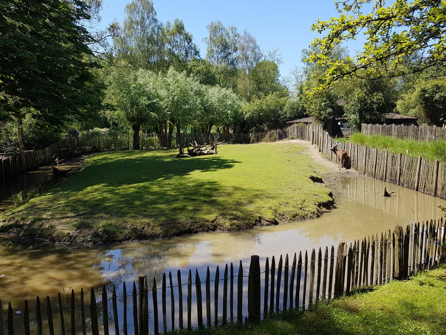 Sitatunga-enclosure