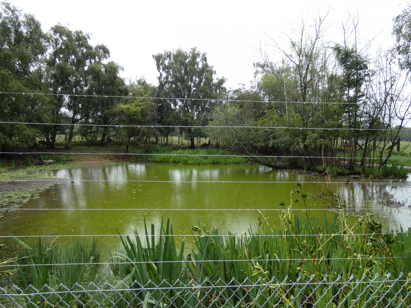 Sitatunga enclosure