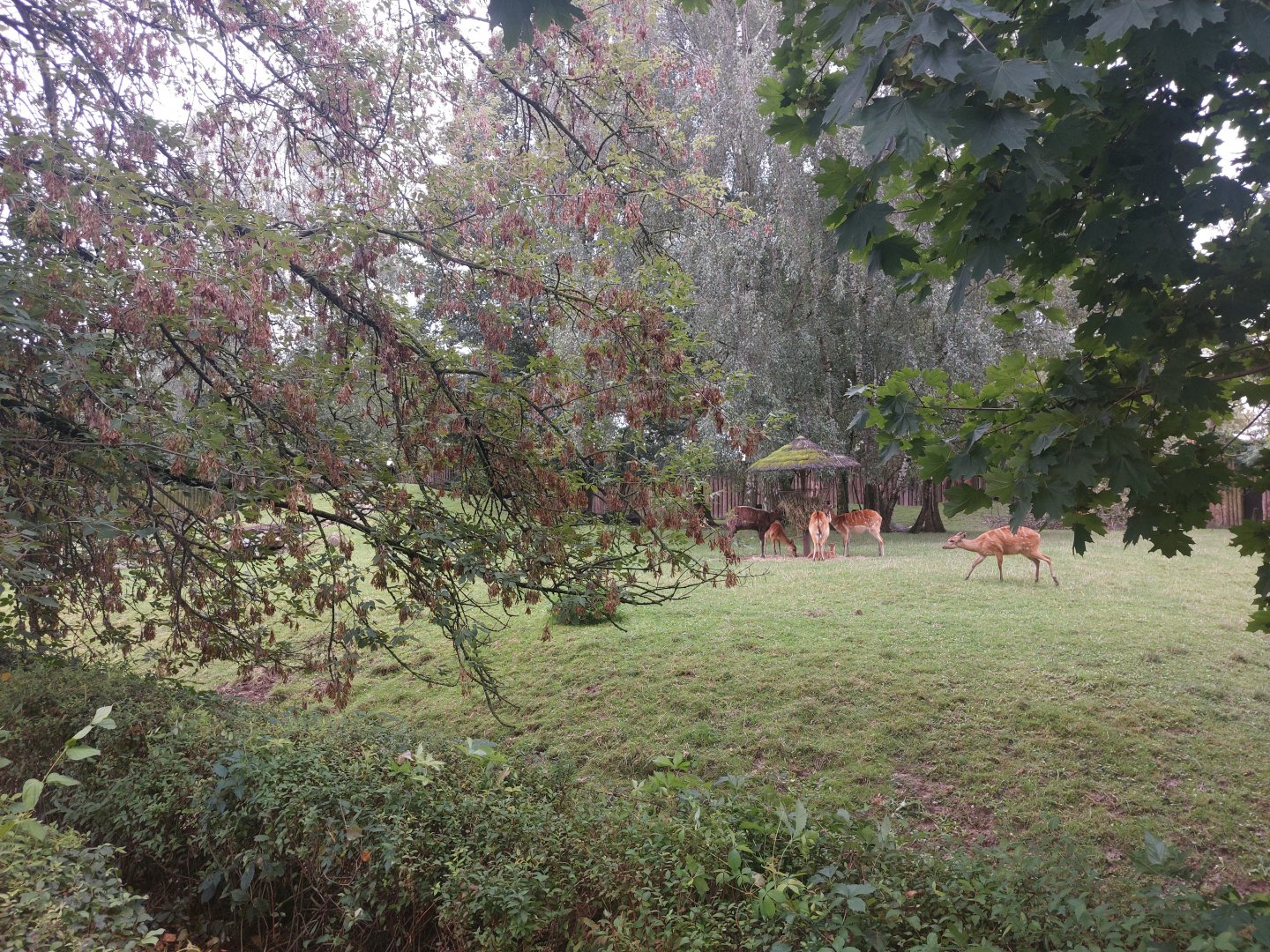 Sitatunga enclosure