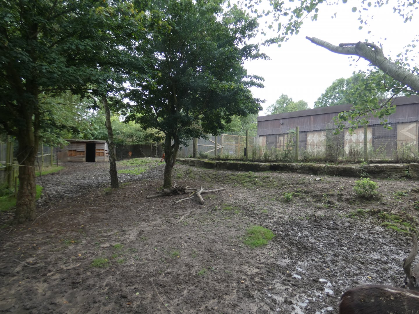 Sitatunga enclosure