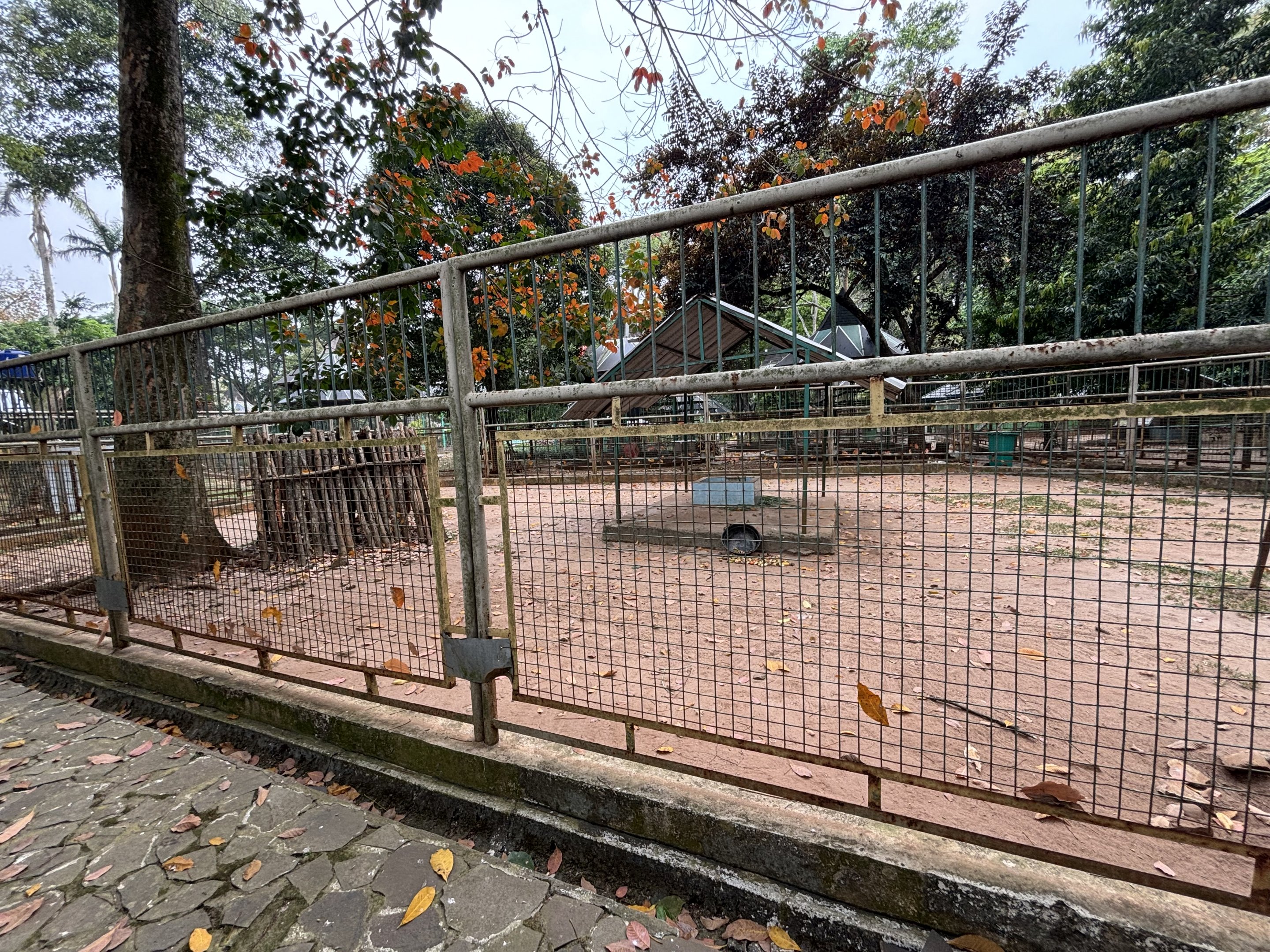Sitatunga Exhibit #2