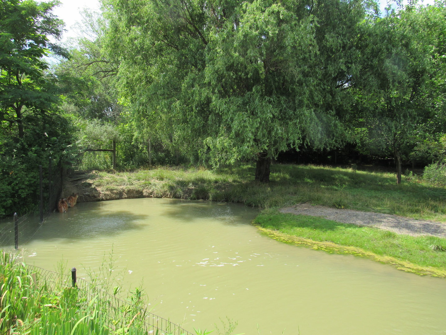 Sitatunga Exhibit, African Journey