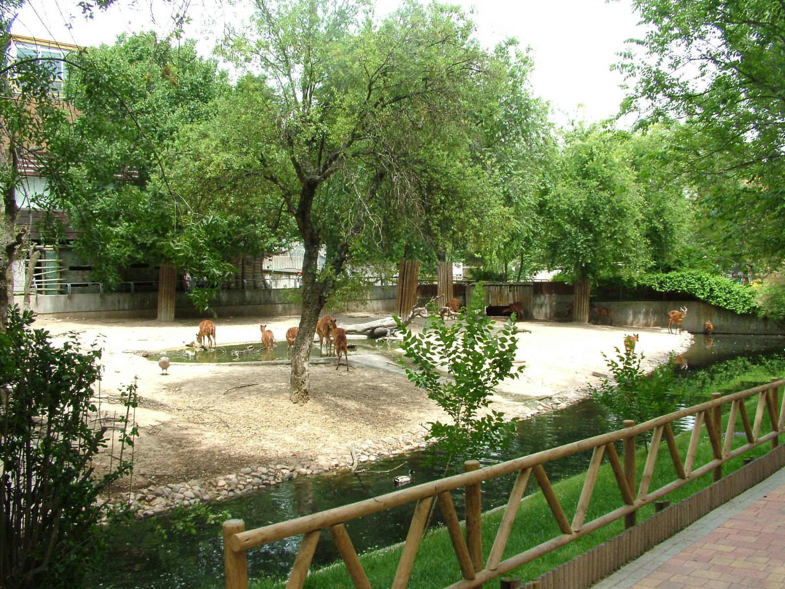 Sitatunga Exhibit at Madrid Zoo Aquarium, 26/05/11