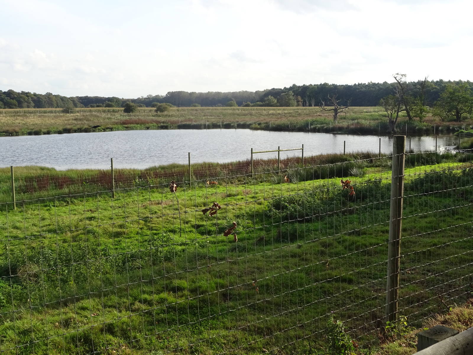 Sitatunga Exhibit at Yorkshire Wildlife Park