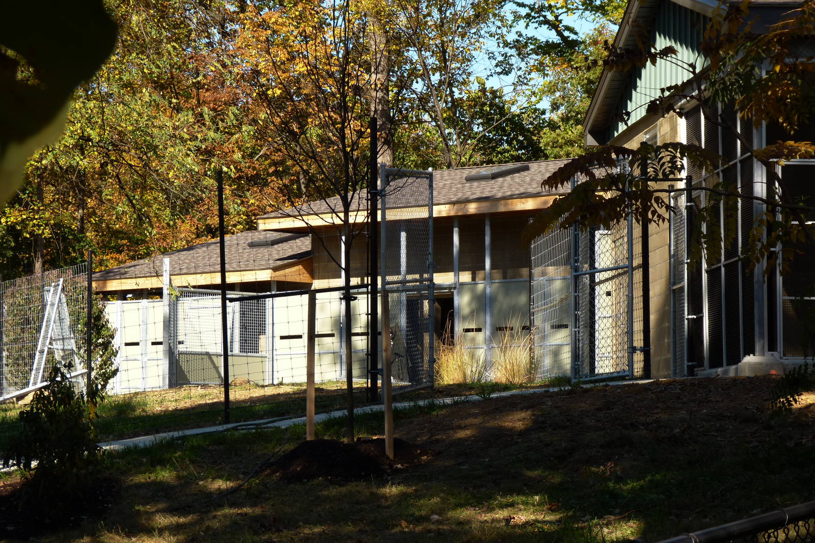 Sitatunga Exhibit Construction 10-22-12