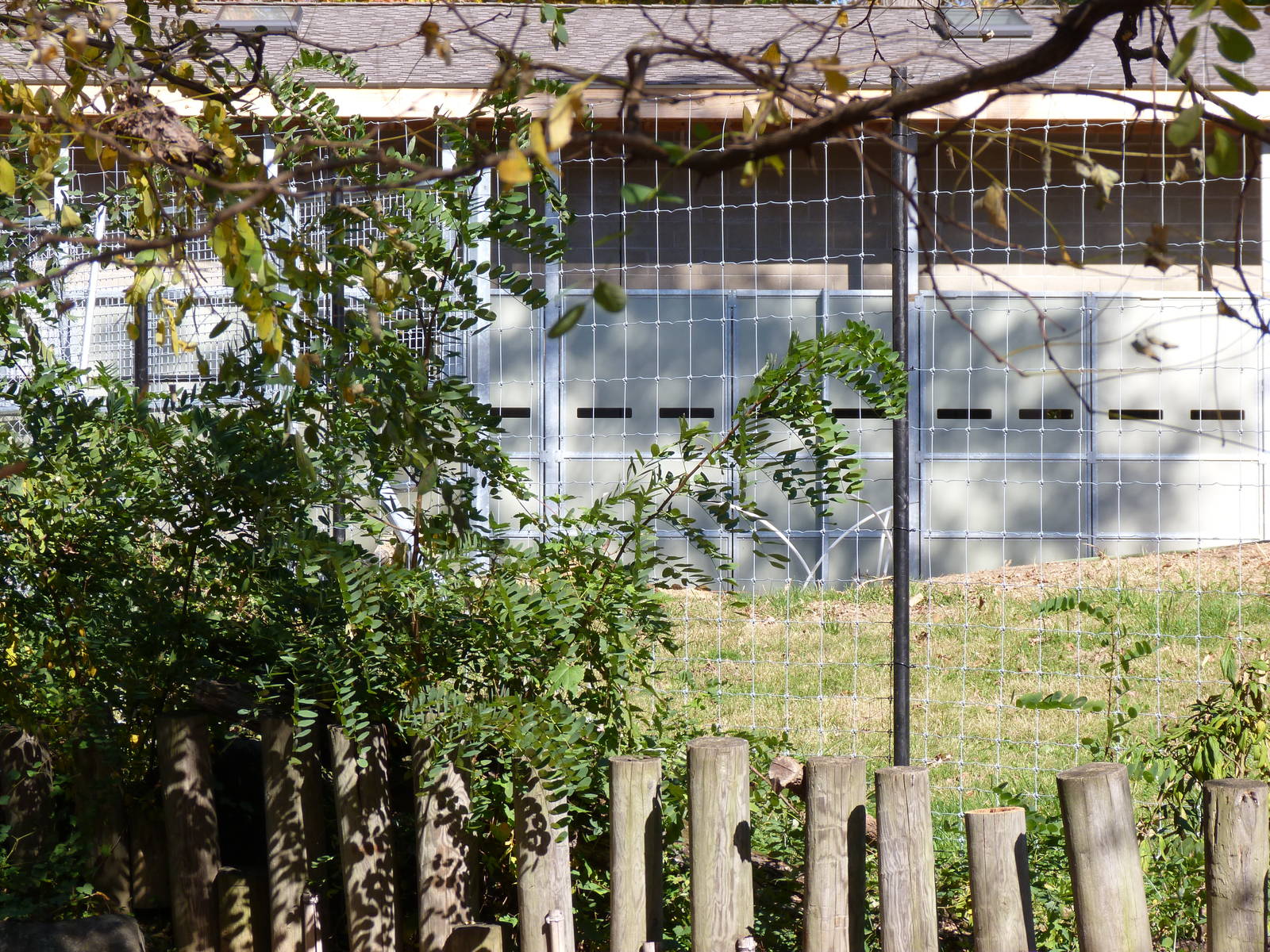 Sitatunga Exhibit Construction 10-22-12