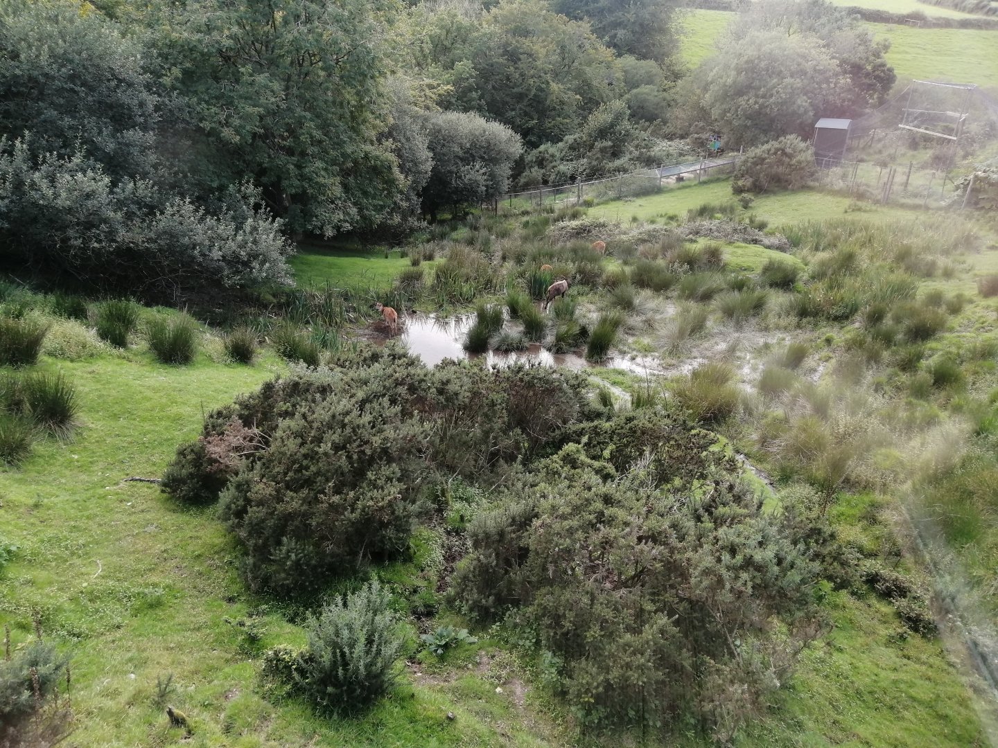 Sitatunga Exhibit (stunning!) - 1/8/20
