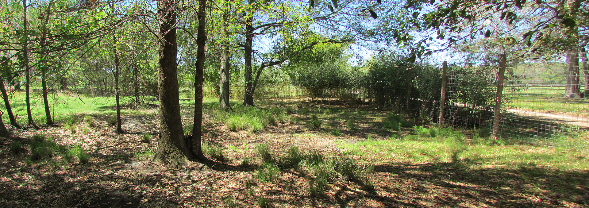 Sitatunga Exhibit View