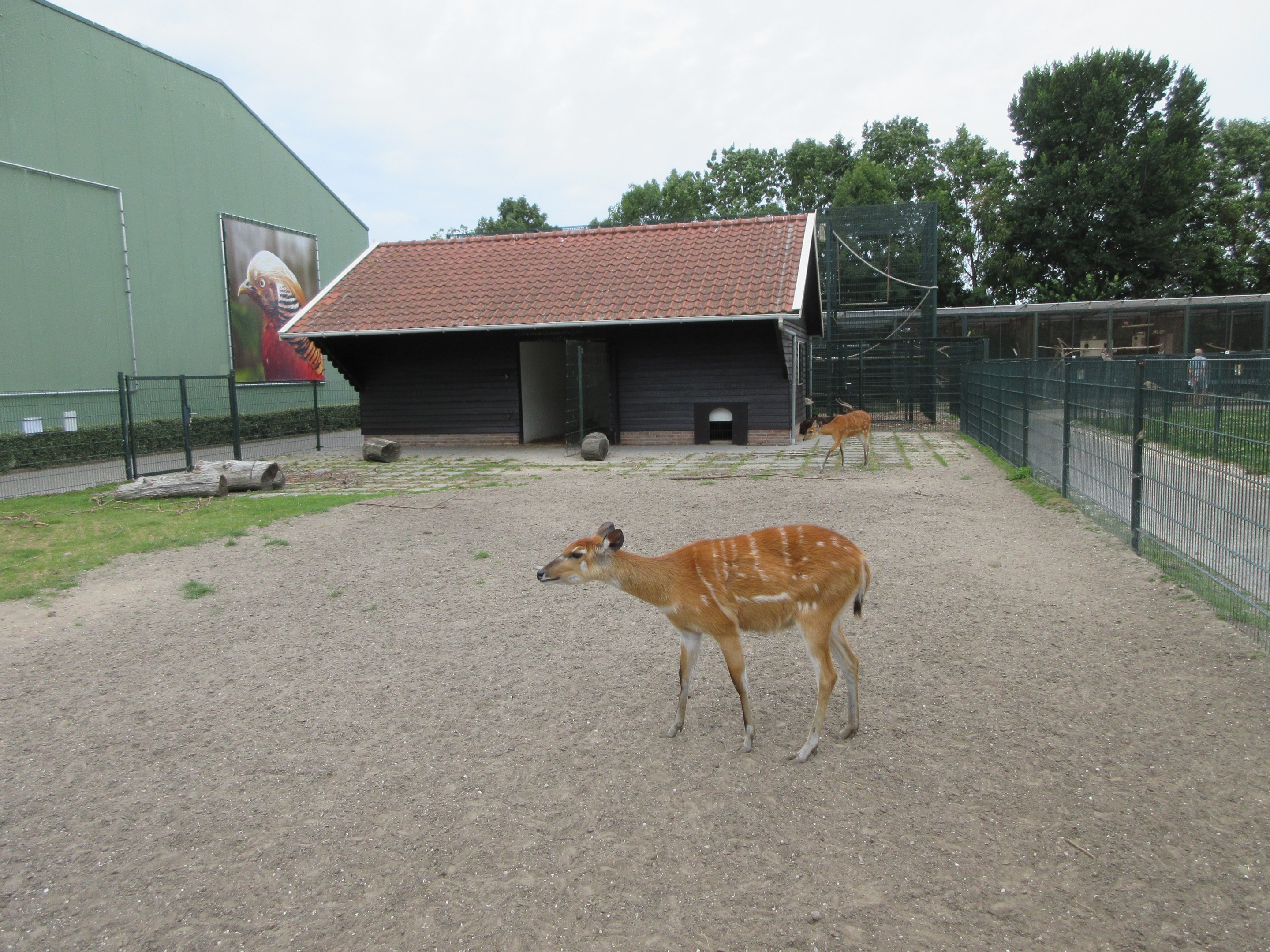 Sitatunga Exhibit