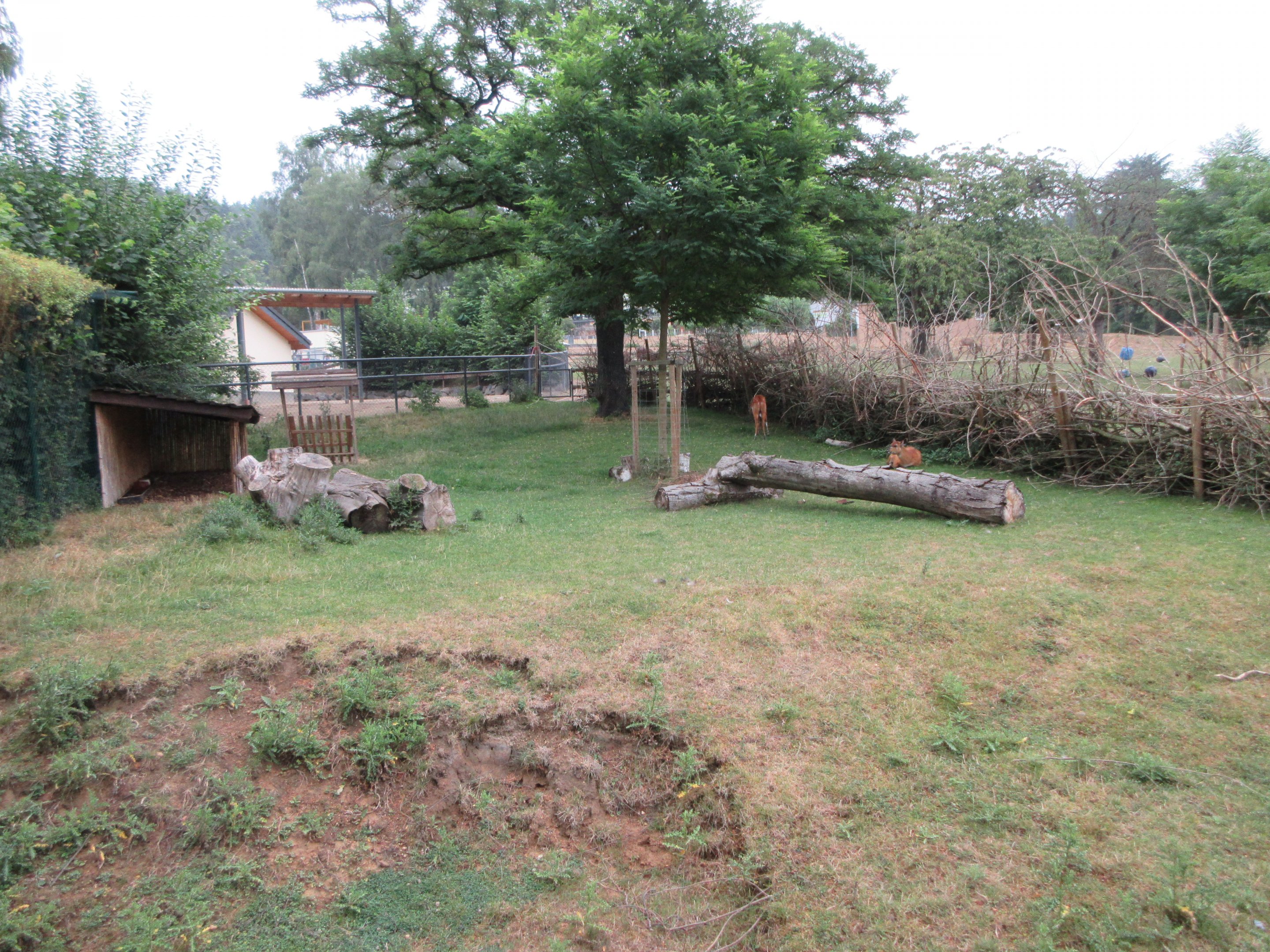 Sitatunga Exhibit