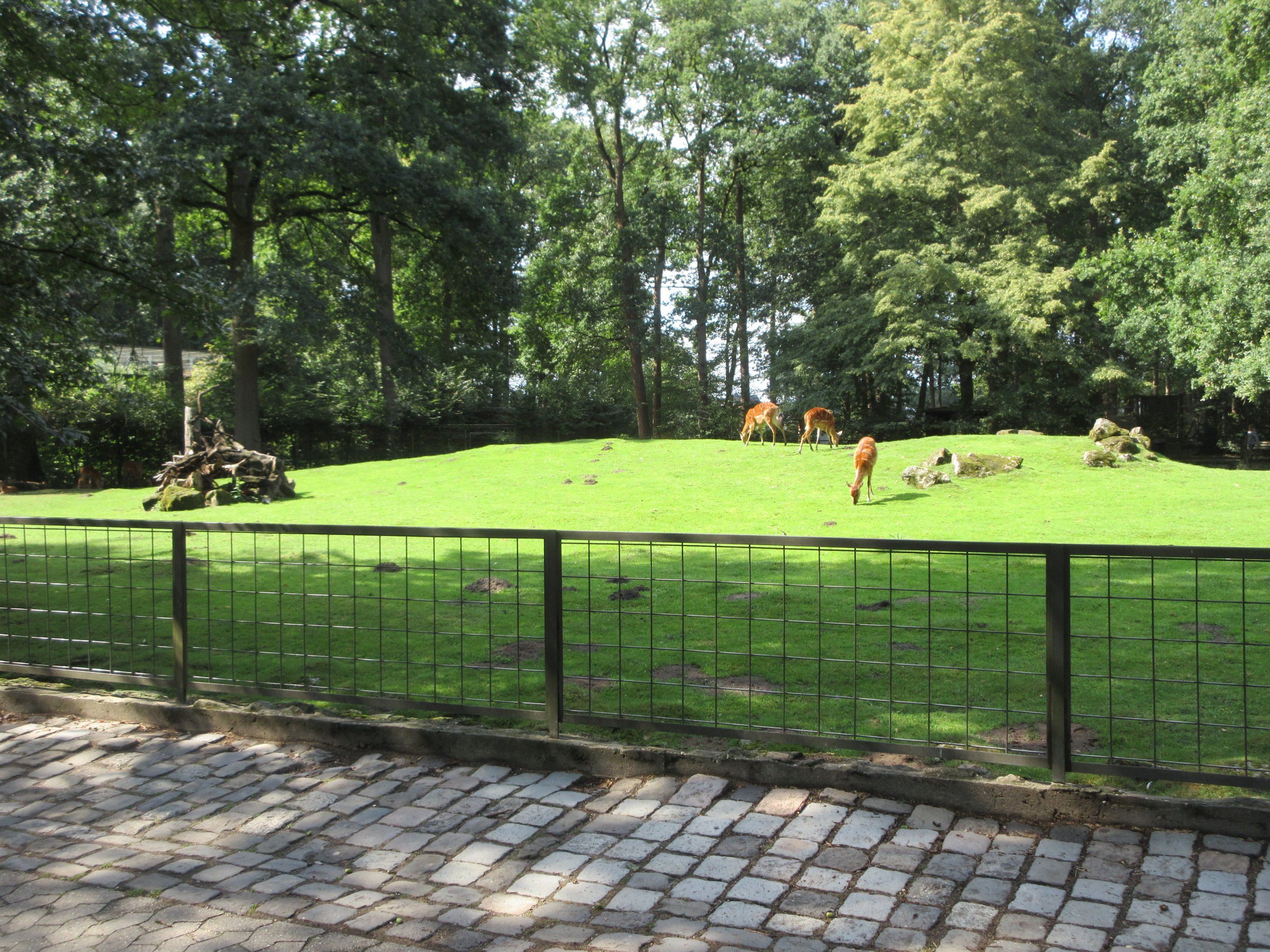 Sitatunga Exhibit