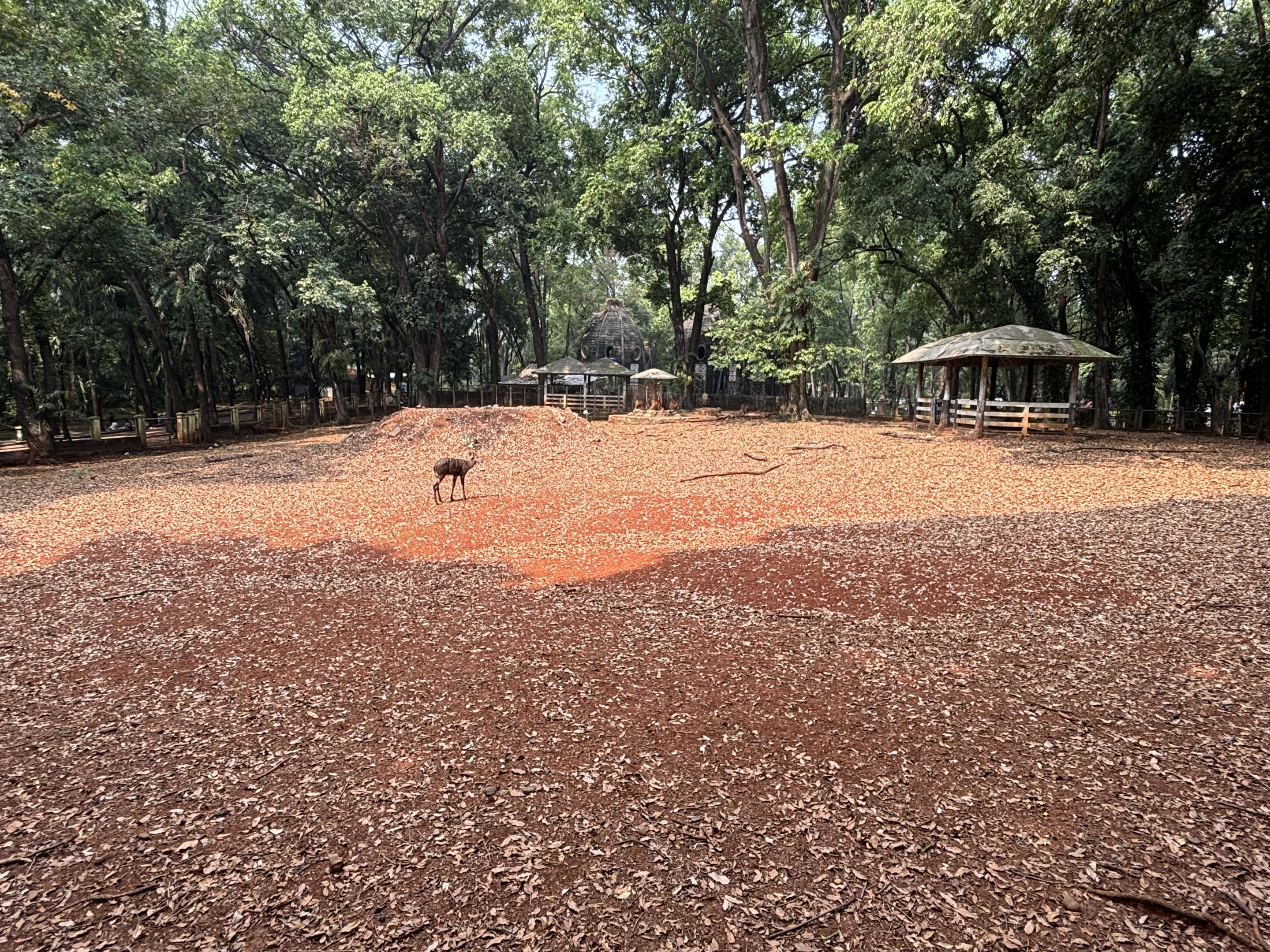 Sitatunga Exhibit