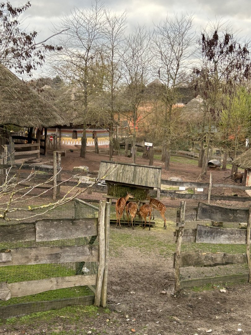 Sitatunga exhibit