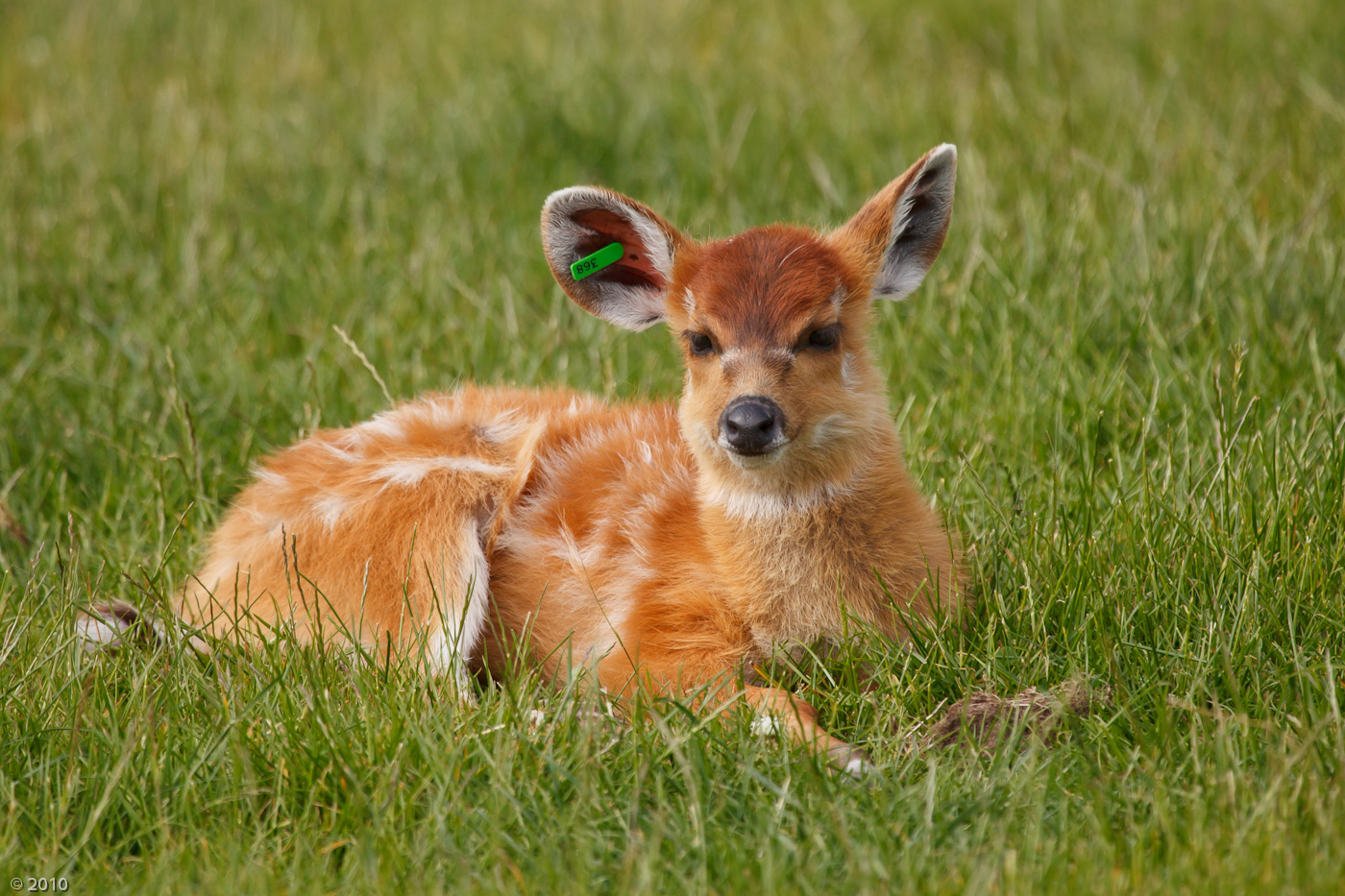 Sitatunga Fawn - 23/06/2010