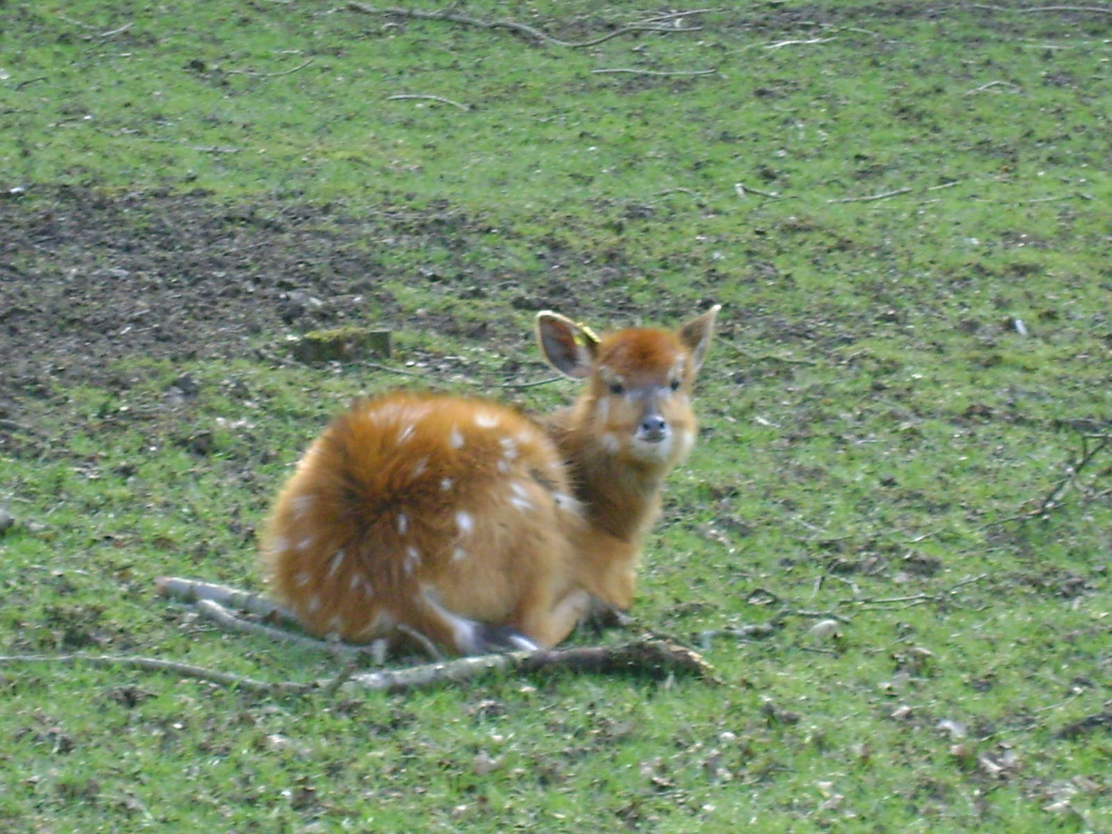 Sitatunga fawn