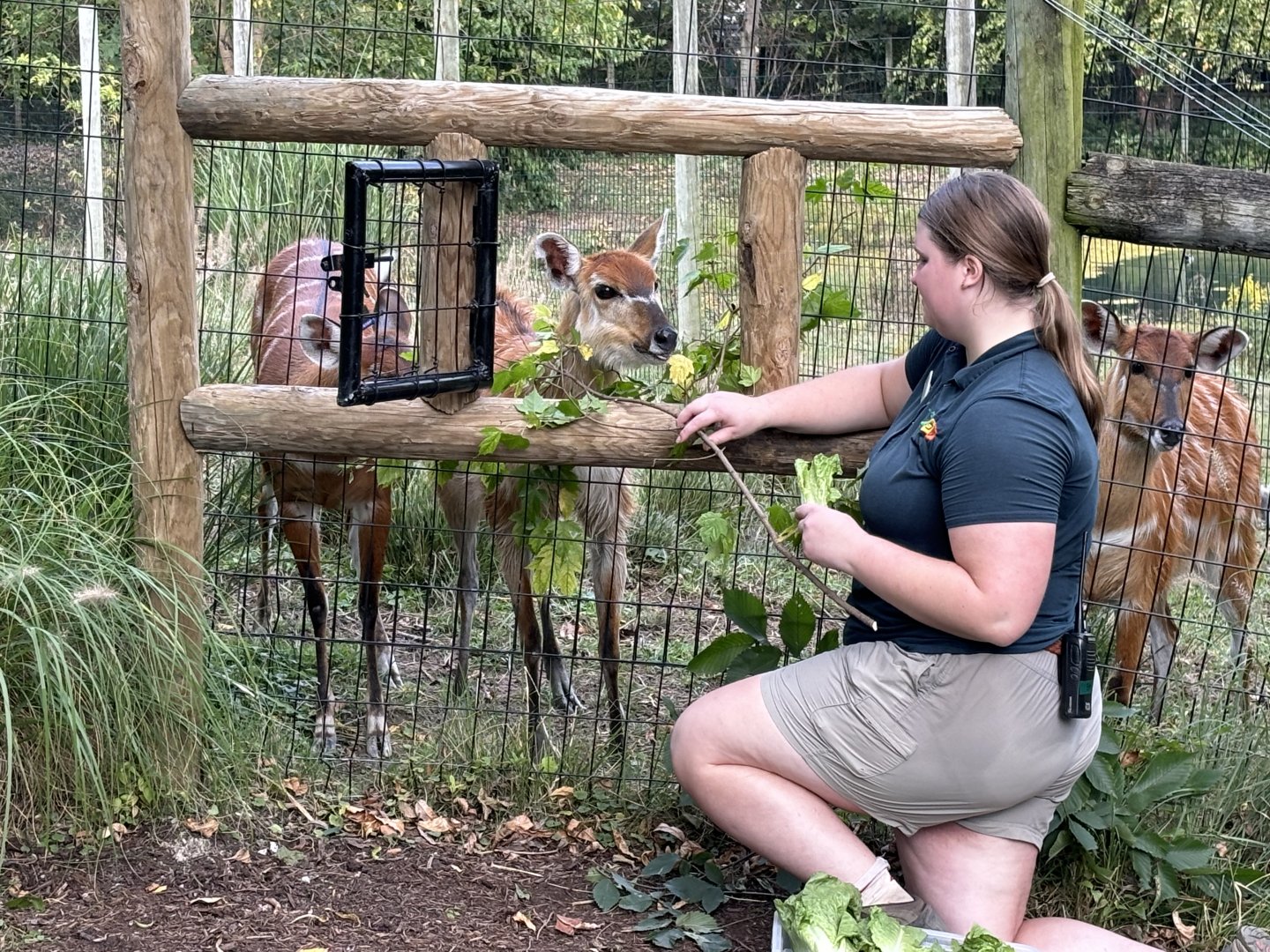 Sitatunga Feeding