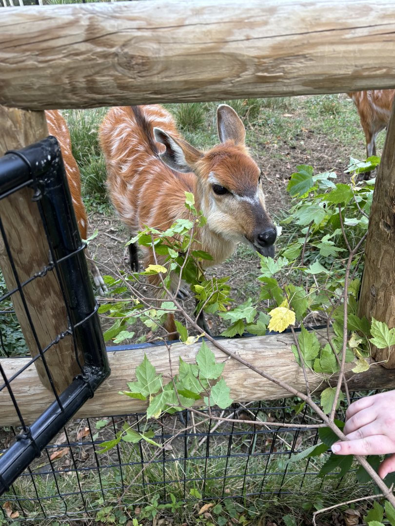 Sitatunga Feeding