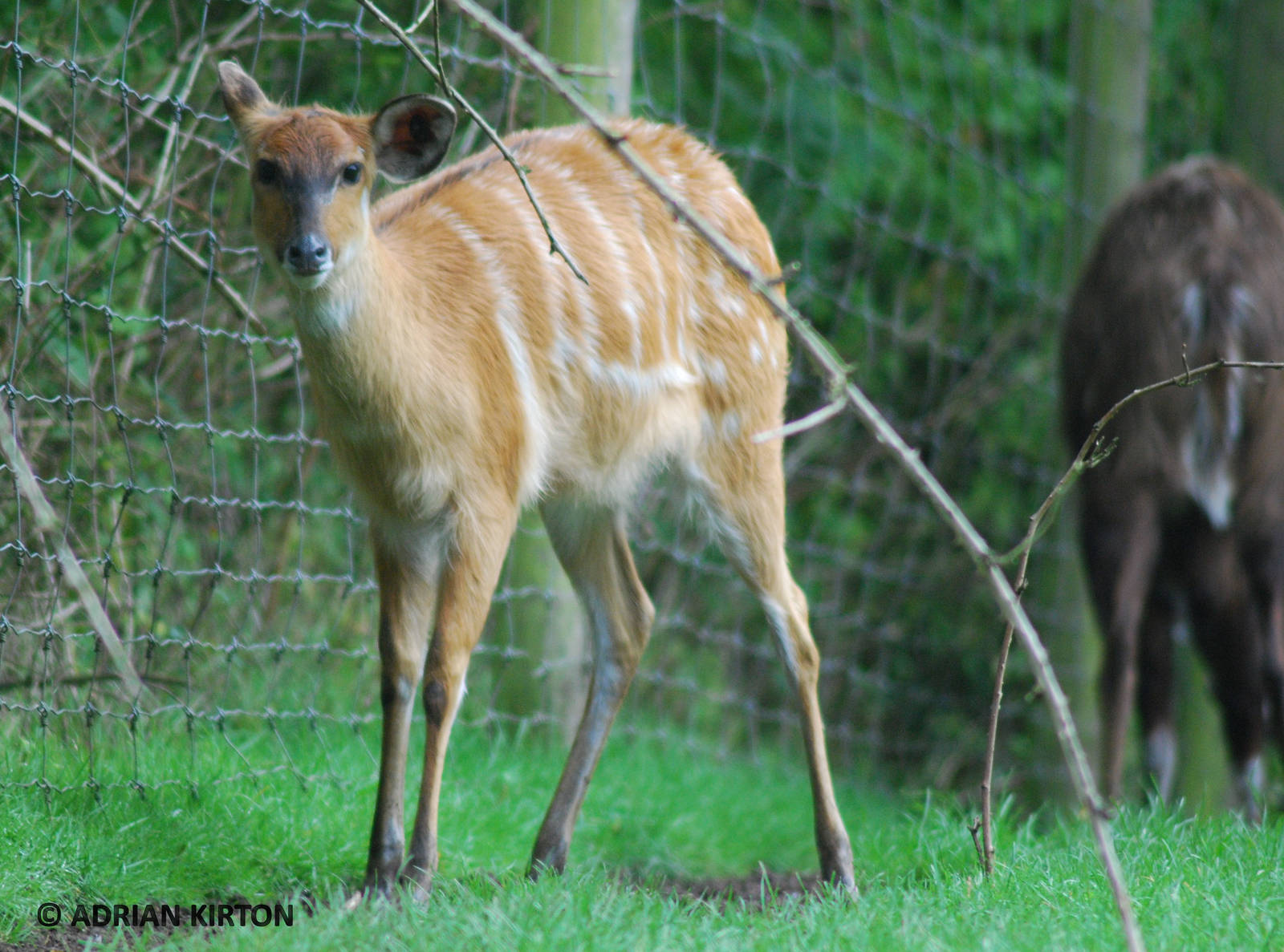 SITATUNGA FEMALE